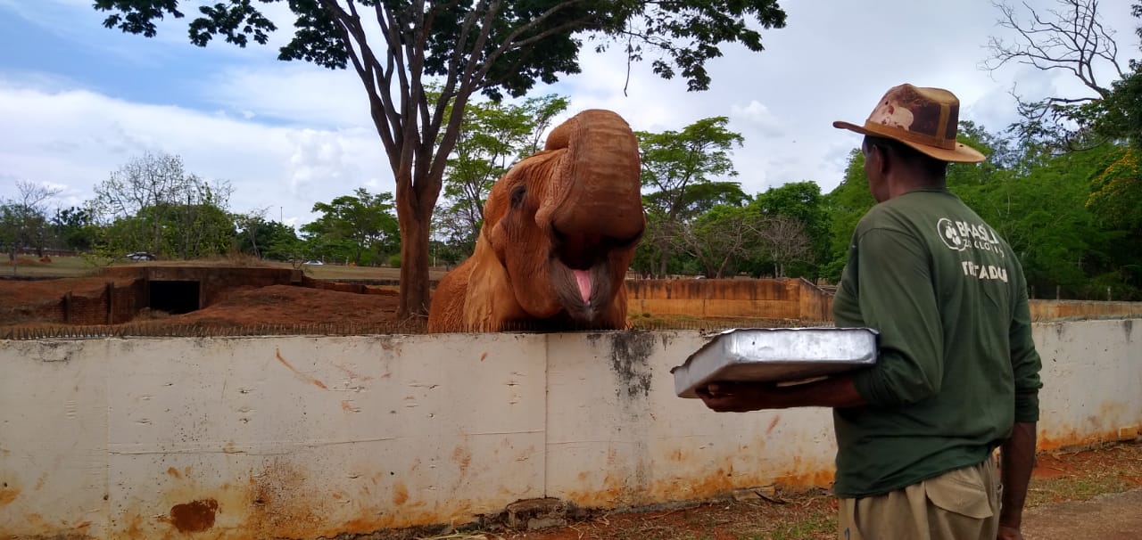 Elephant feeding, Brasilia zoo