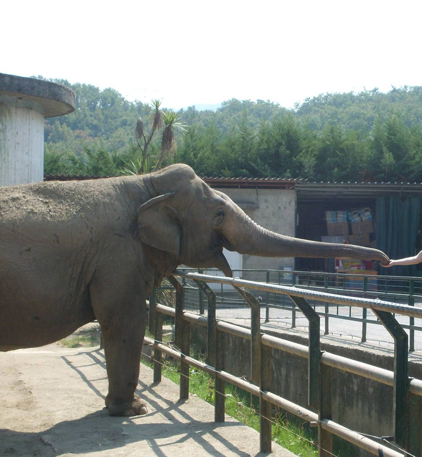 elephant feeding - pistoia 2009