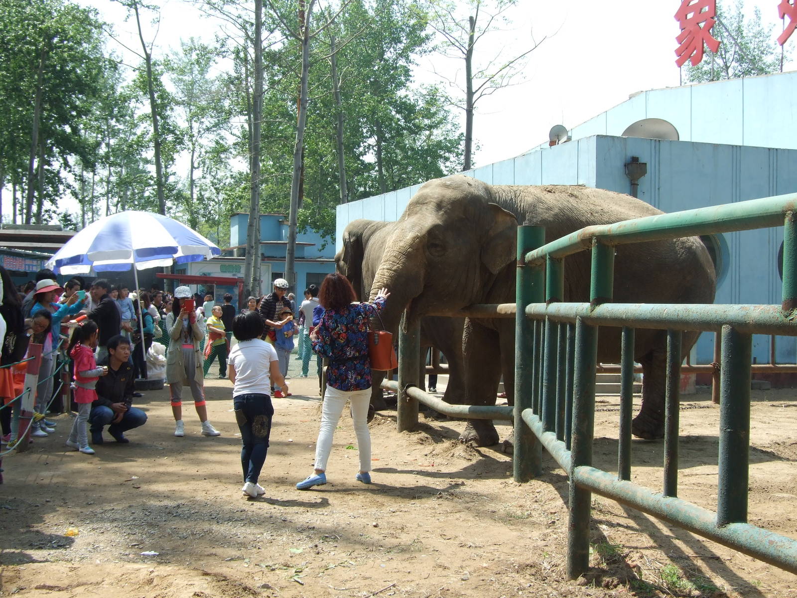 Elephant feeding