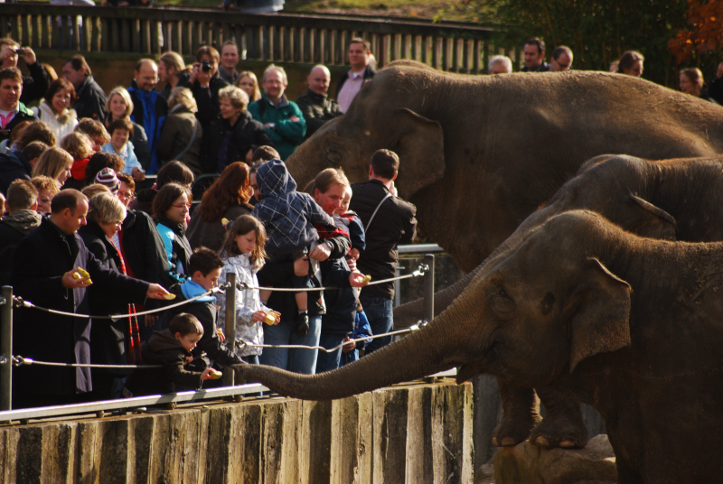 Elephant feeding