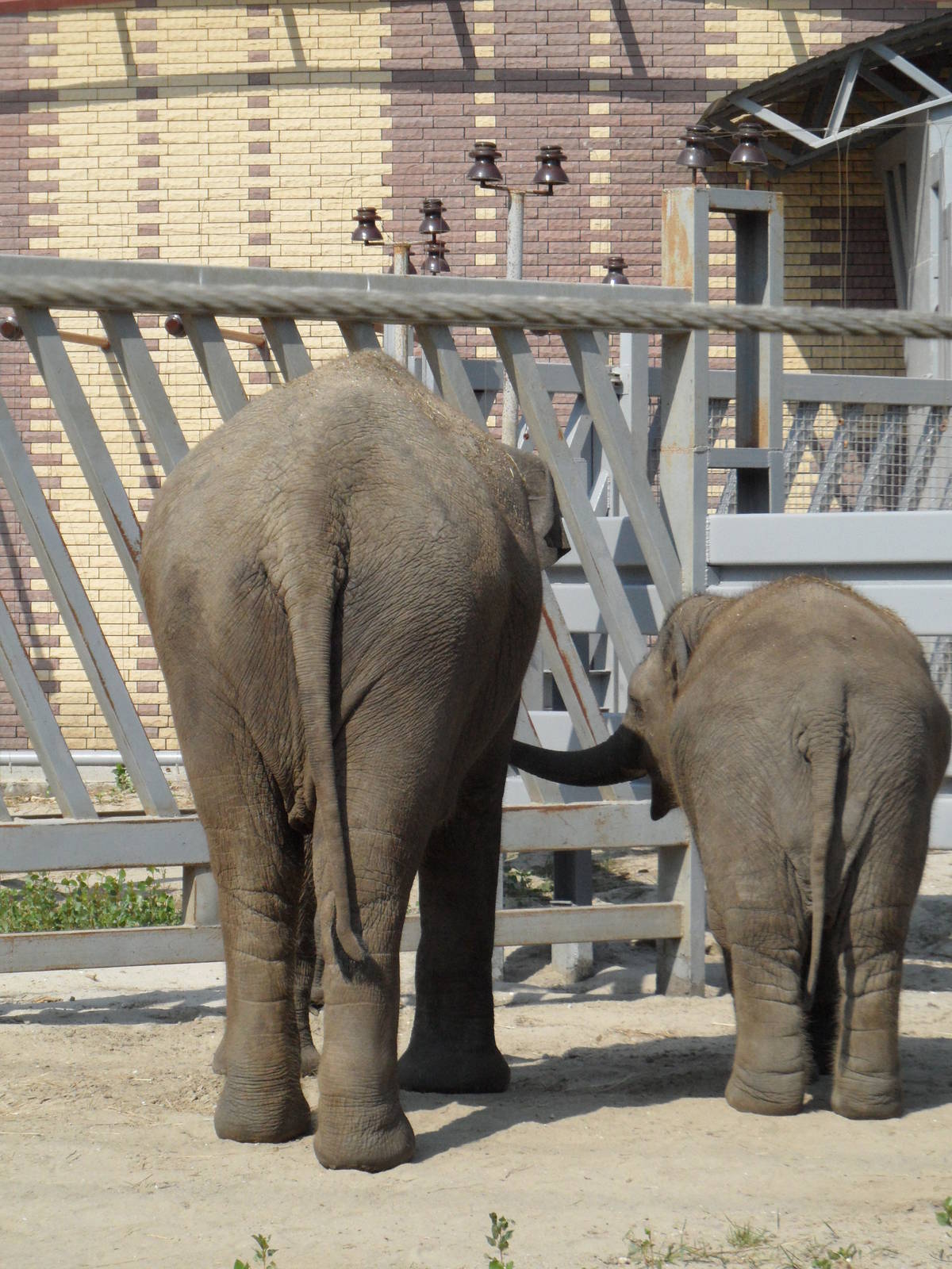 Elephant female and 1,5 year-old calf - size comparison