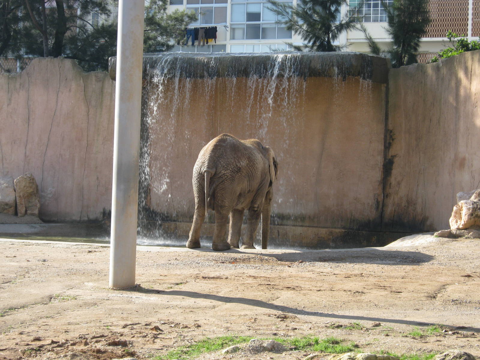 Elephant female before going into water