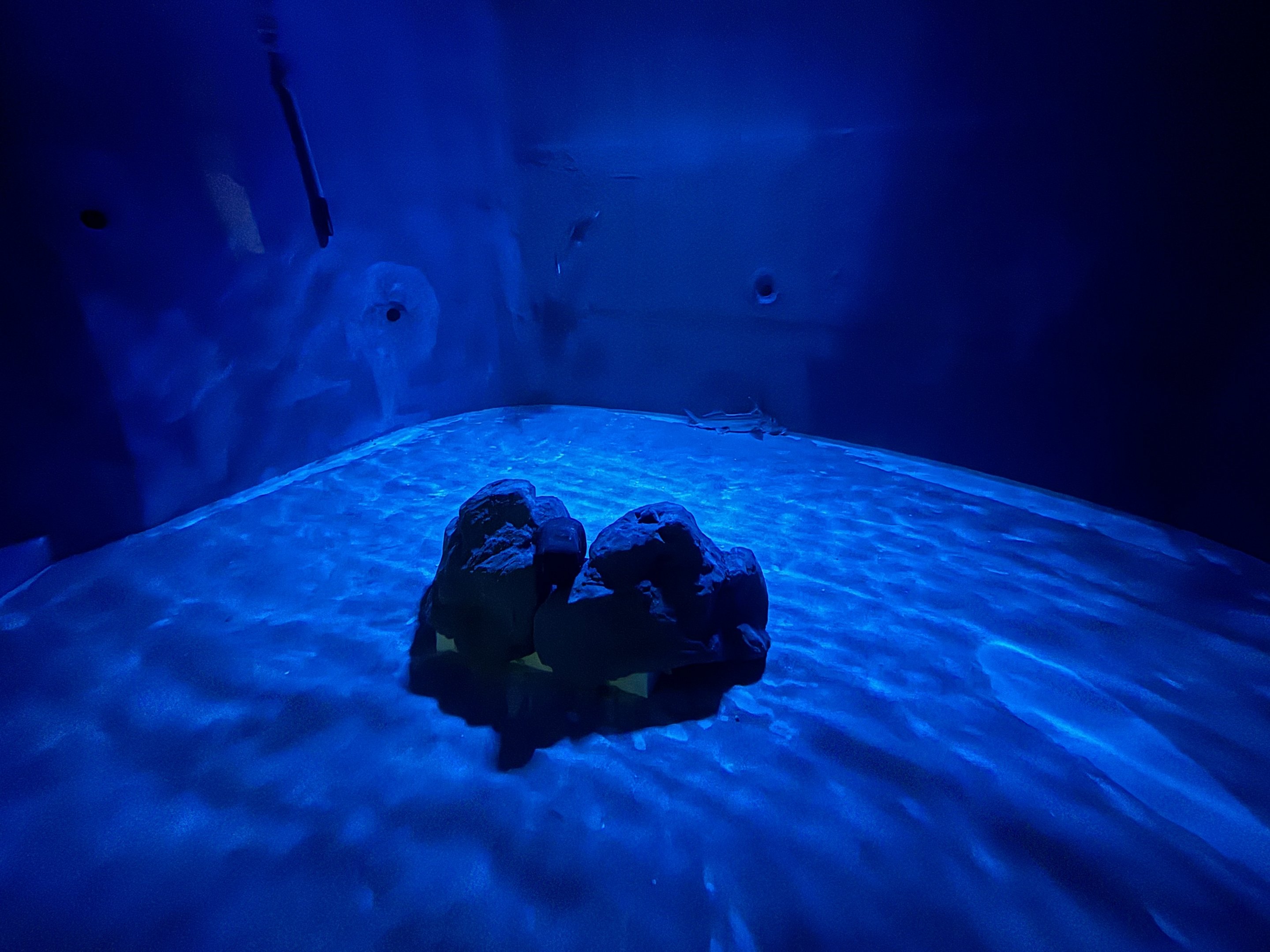 Elephant Fish/Australian Ghostshark Tank