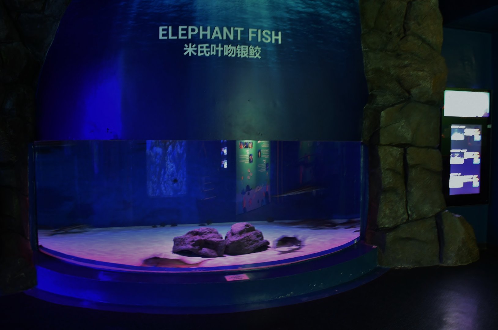 Elephant Fish exhibit