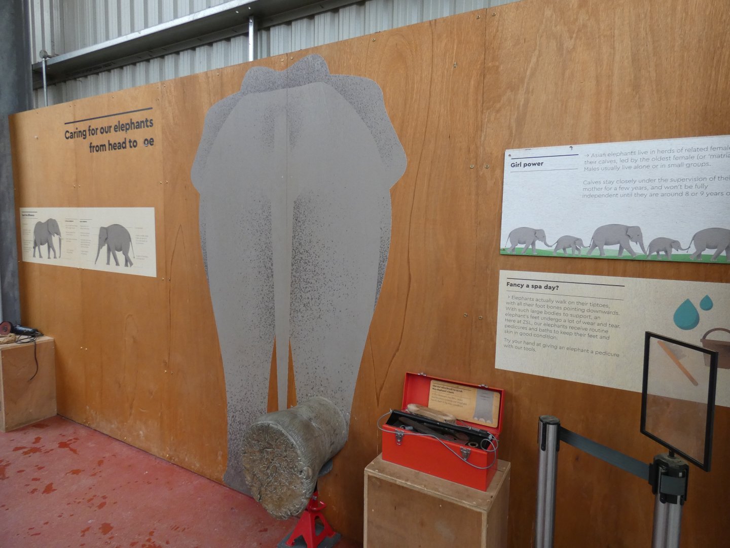 Elephant foot care display