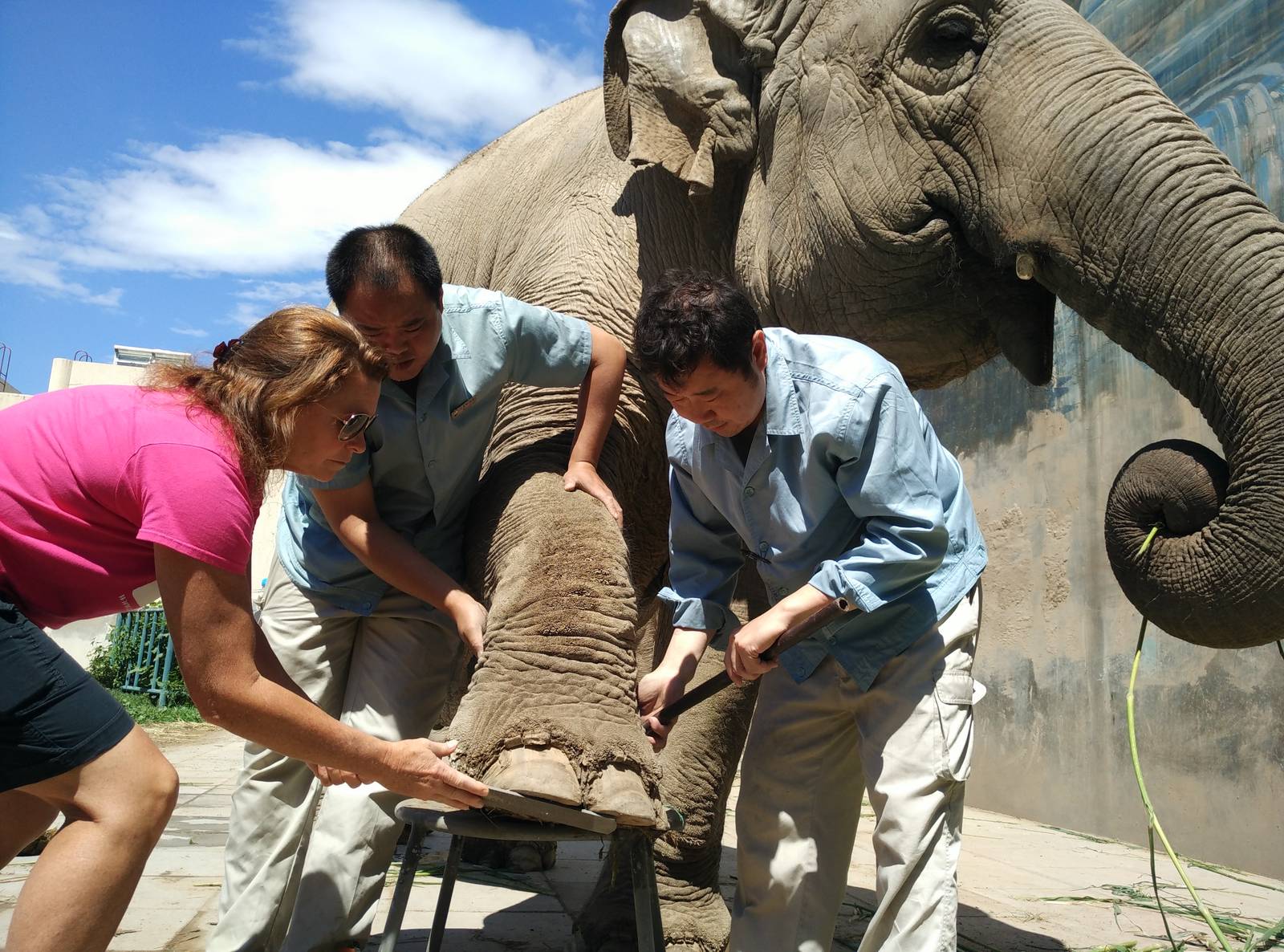 Elephant foot care