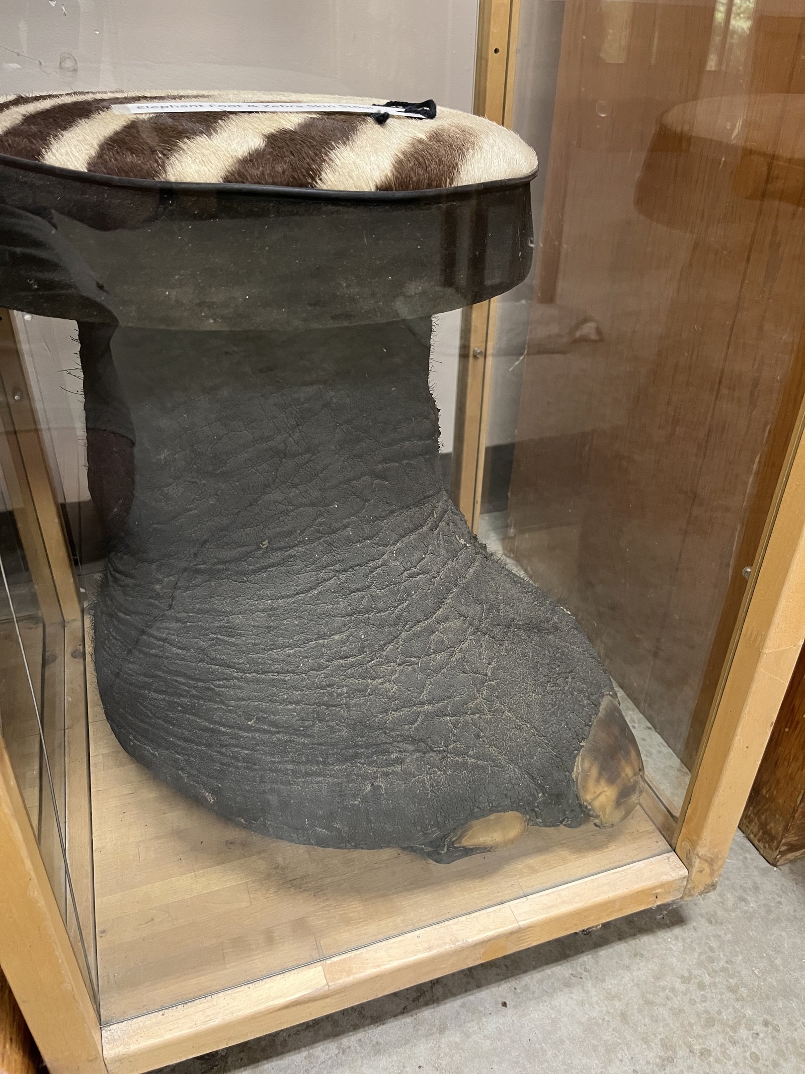Elephant Foot (museum artifact)