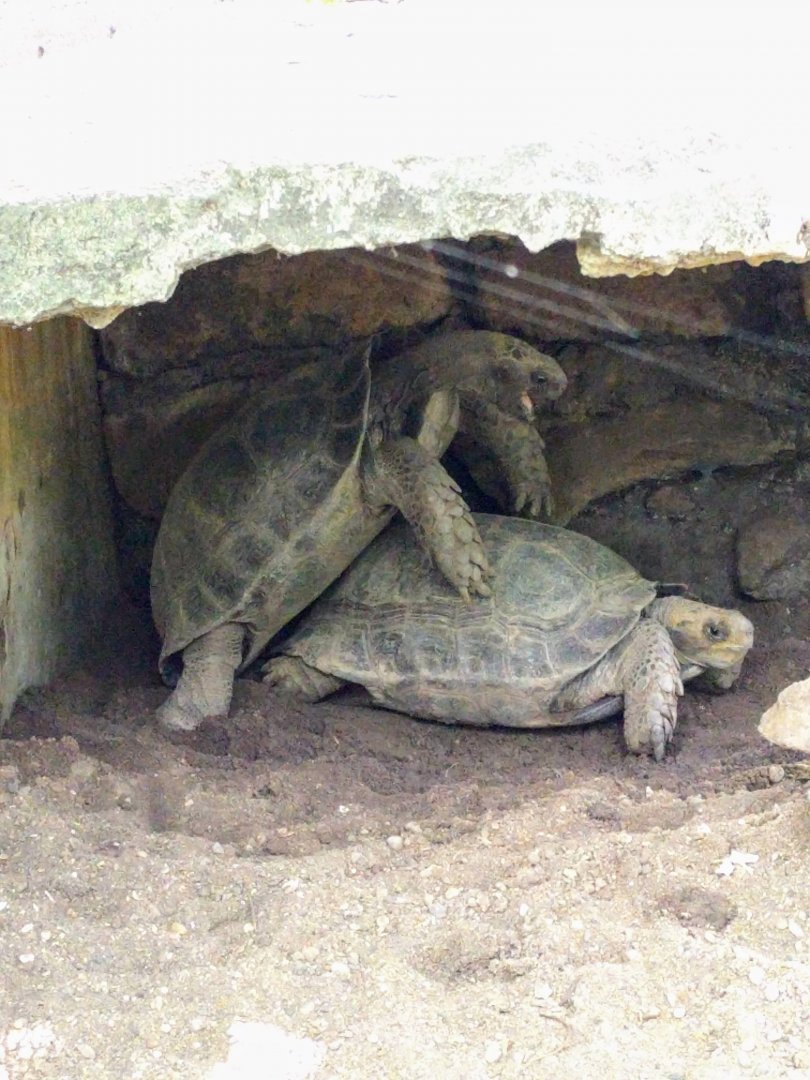Elephant-foot Tortoises (Manouria emys) - Taru Jurug Zoo
