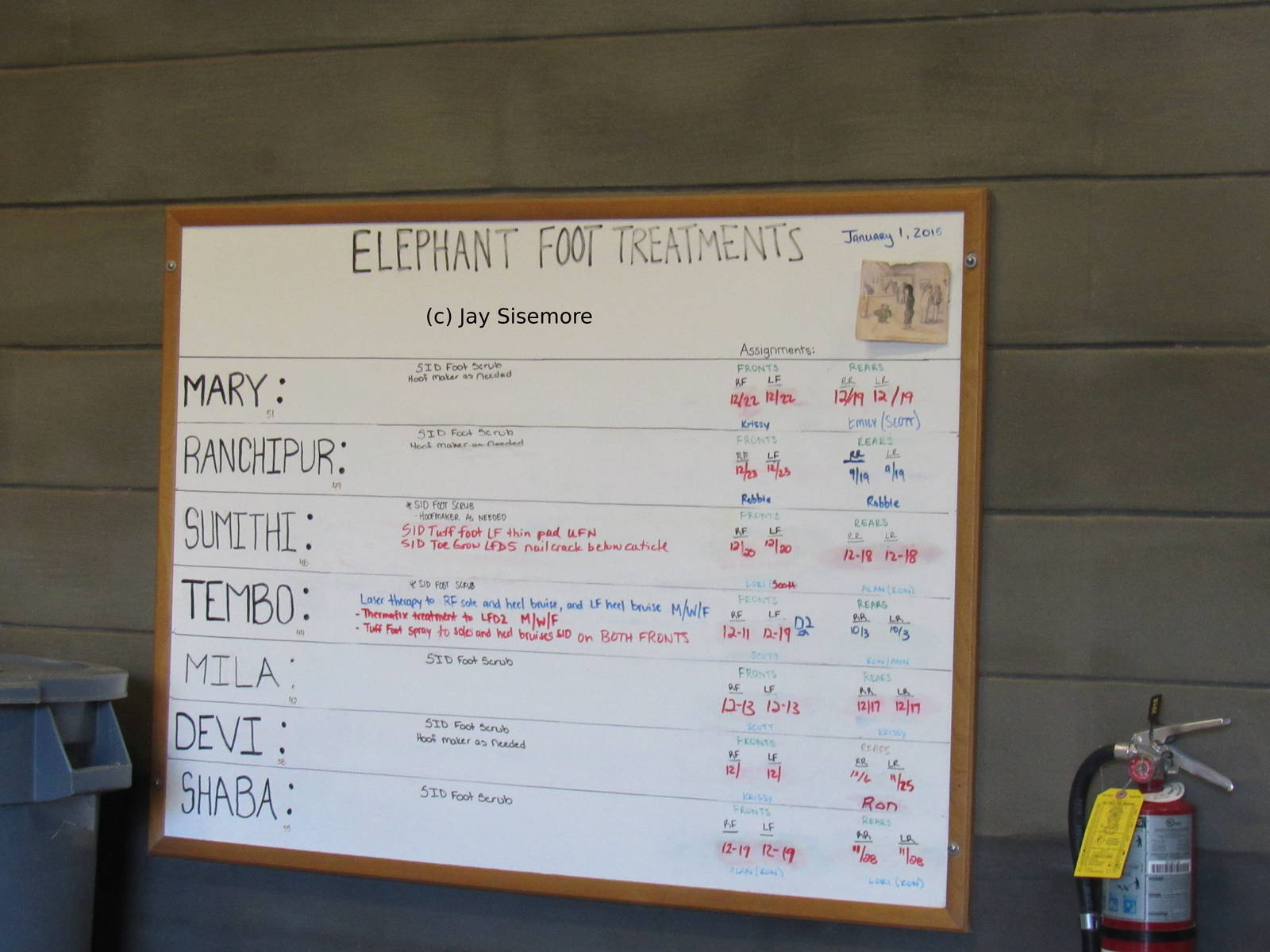 Elephant Foot Treatments