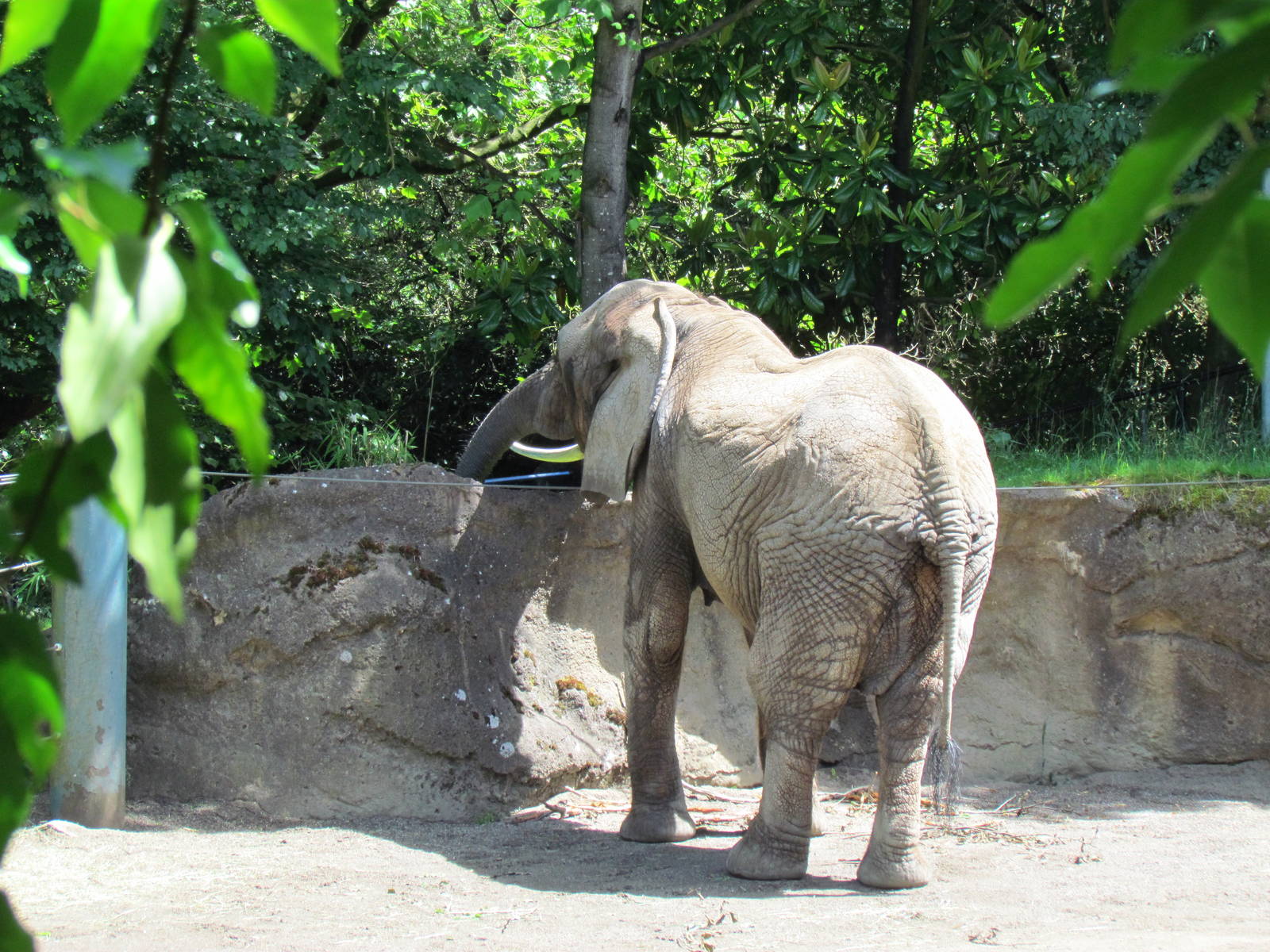 Elephant Forest - African Bush Elephant