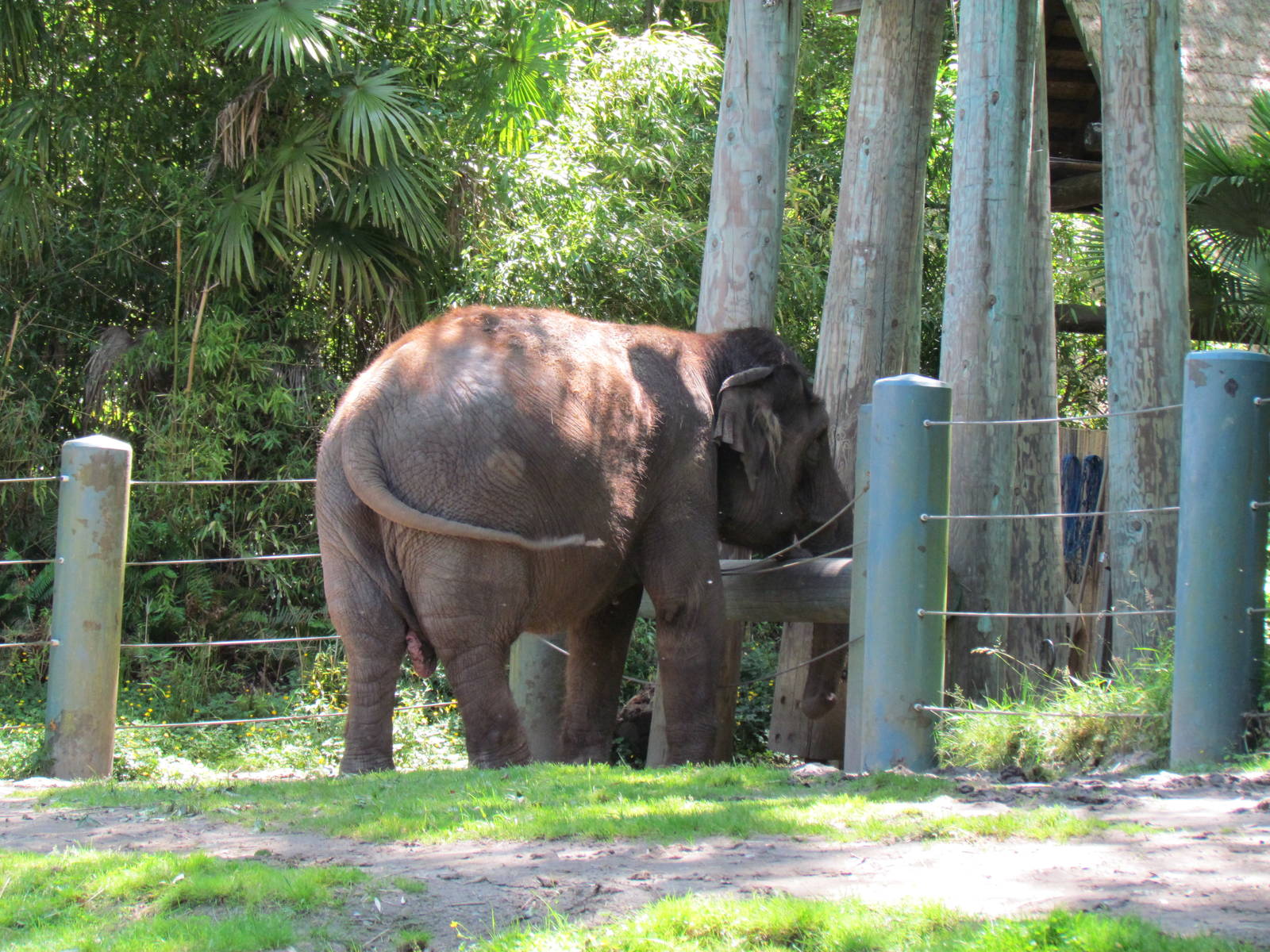 Elephant Forest - Asian Elephant Exhibit
