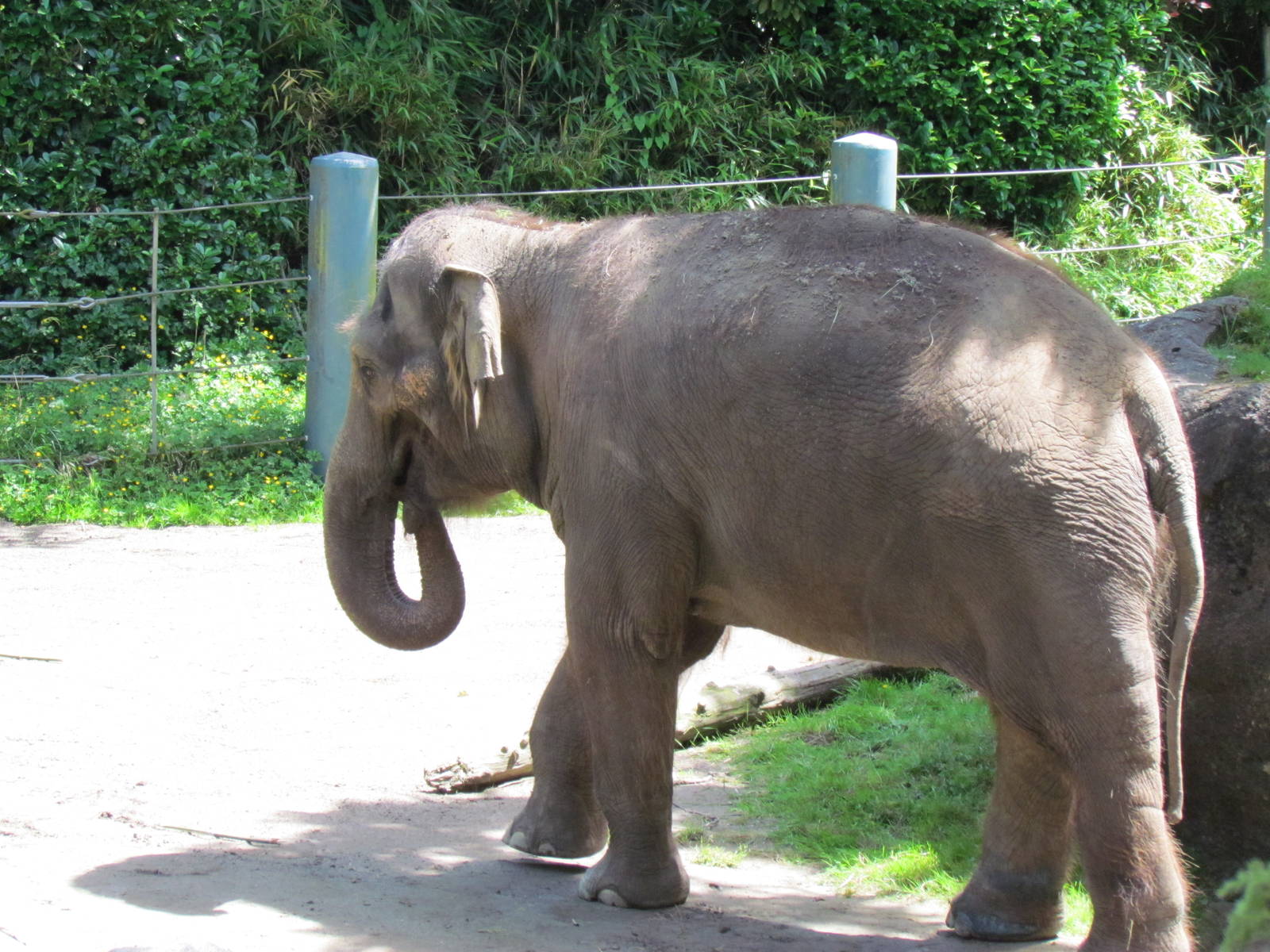 Elephant Forest - Asian Elephant
