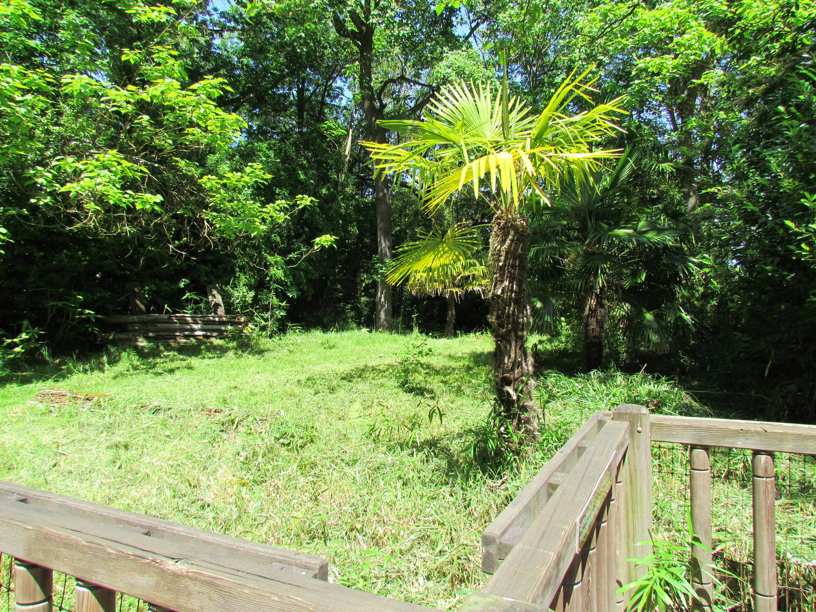 Elephant Forest - Former Demonstration Area