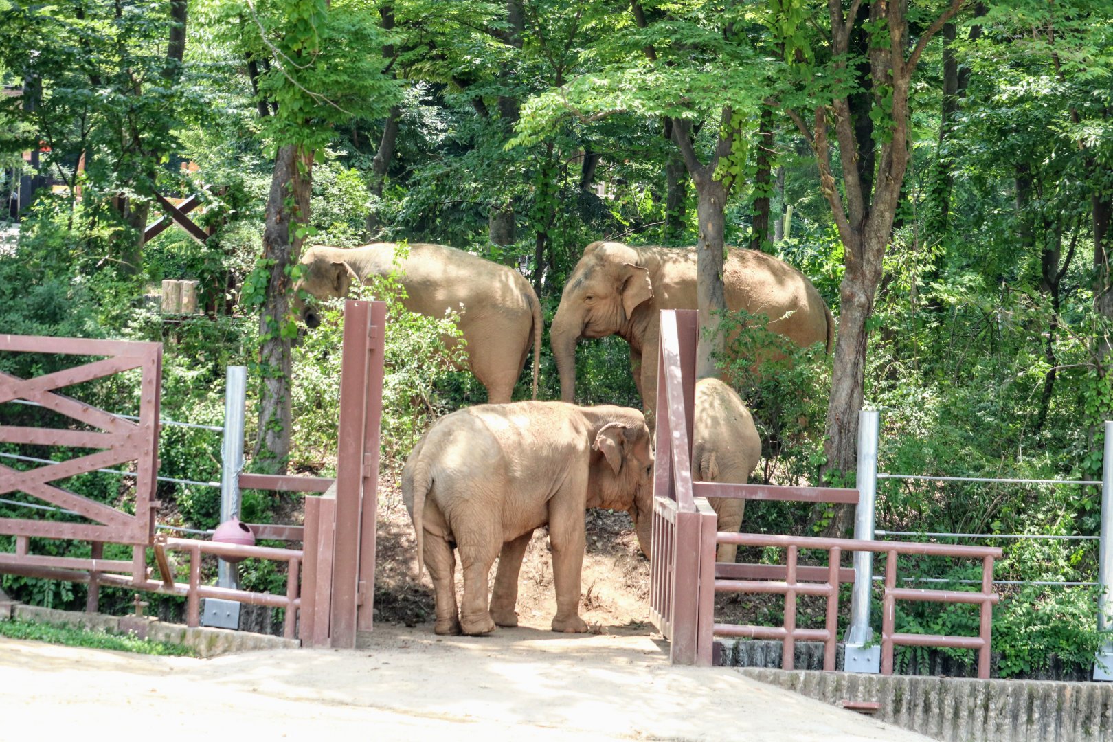 Elephant Forest in the Asian Elephant Habitat