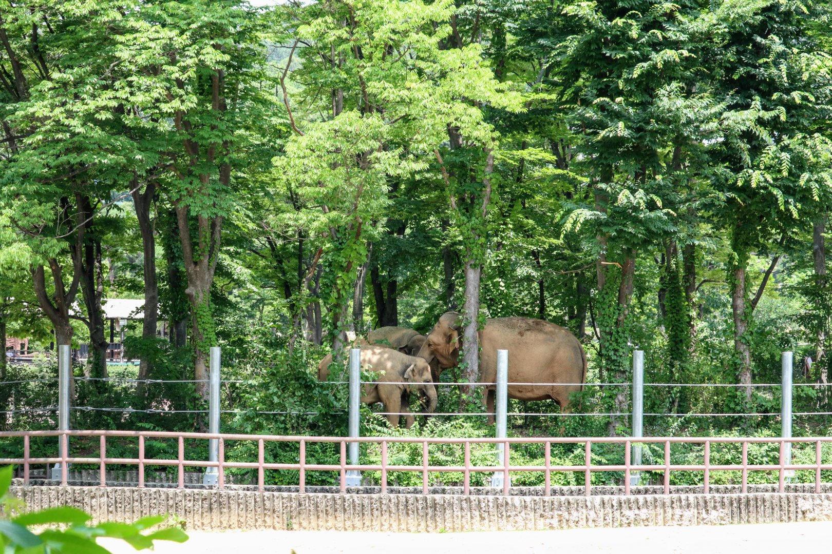 Elephant Forest in the Asian Elephant Habitat