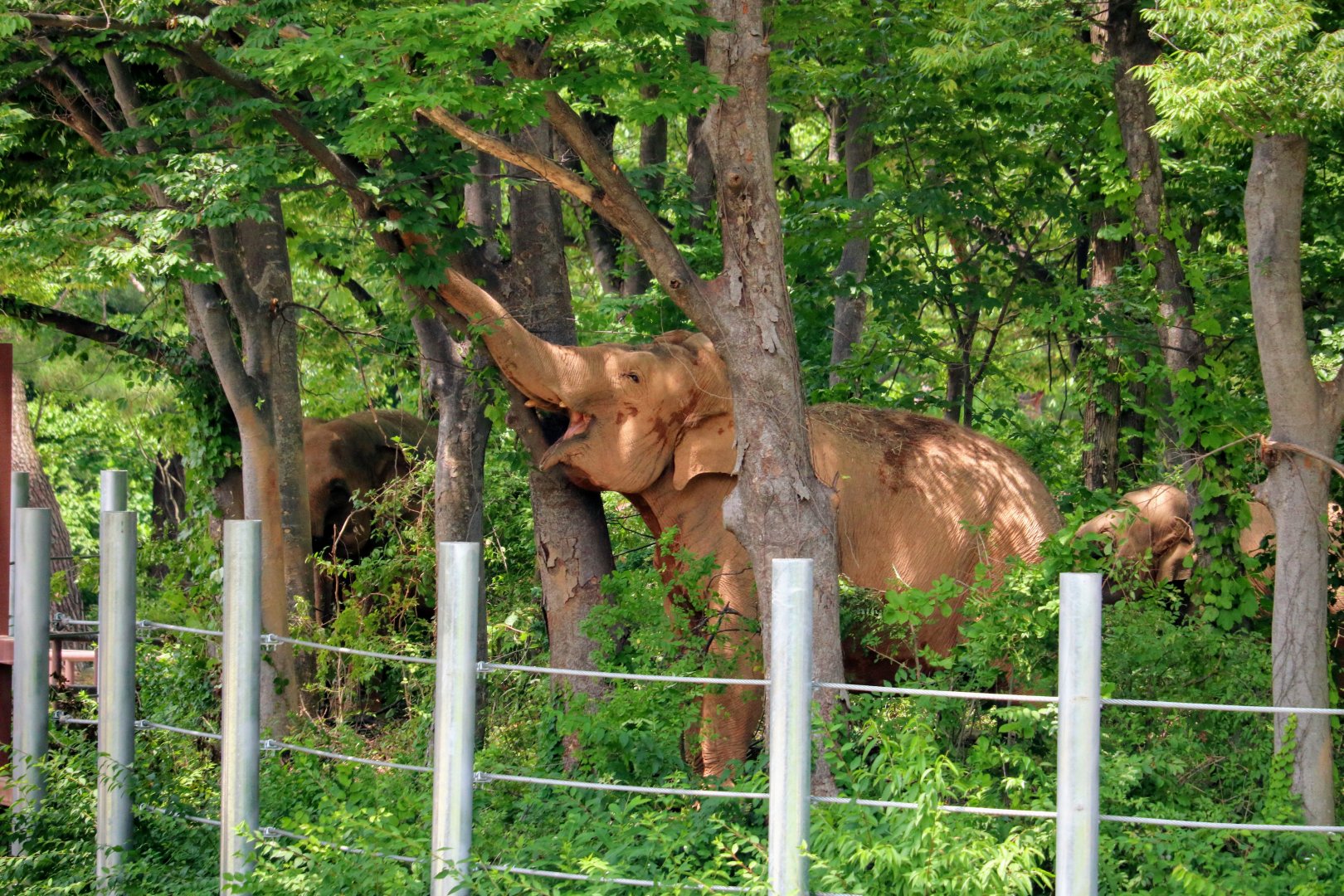 Elephant Forest in the Asian Elephant Habitat