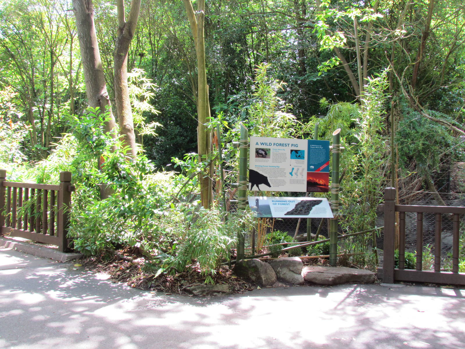 Elephant Forest - Visayan Warty Pig Exhibit