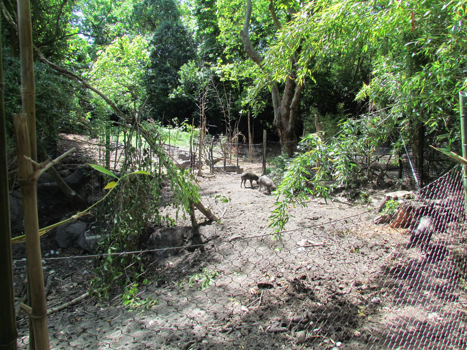 Elephant Forest - Visayan Warty Pig Exhibit
