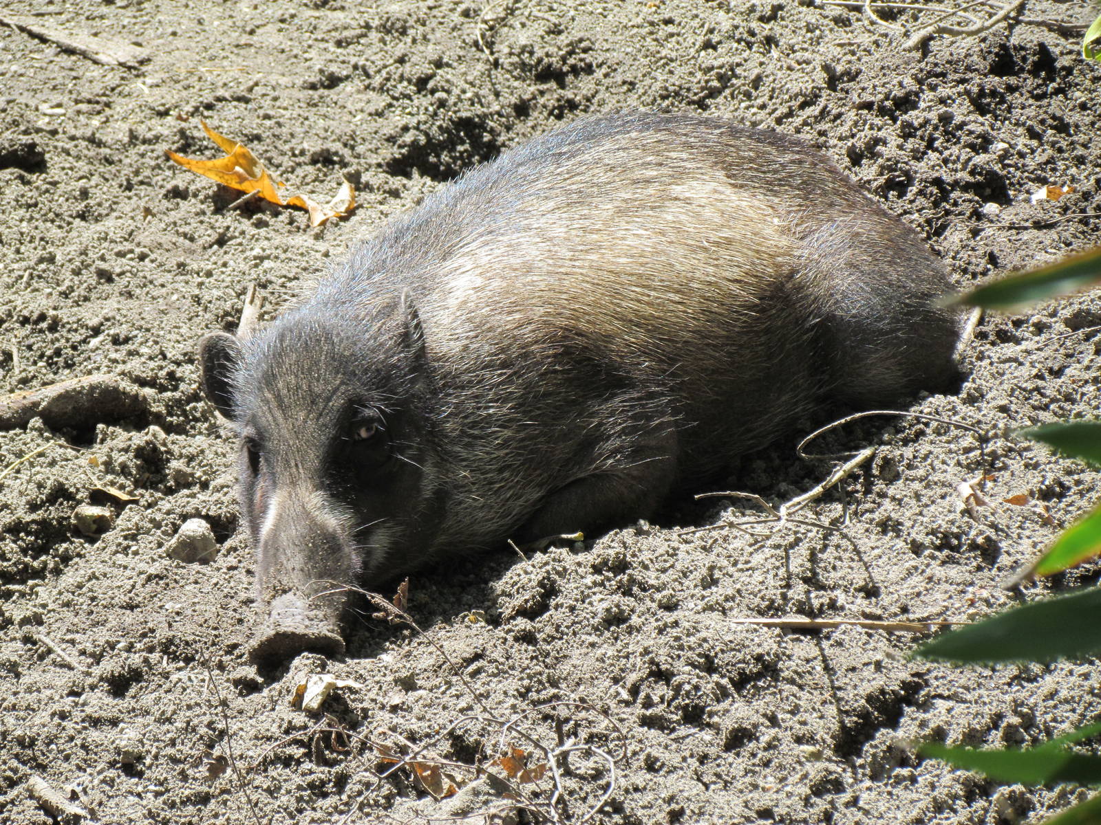 Elephant Forest - Visayan Warty Pig Exhibit