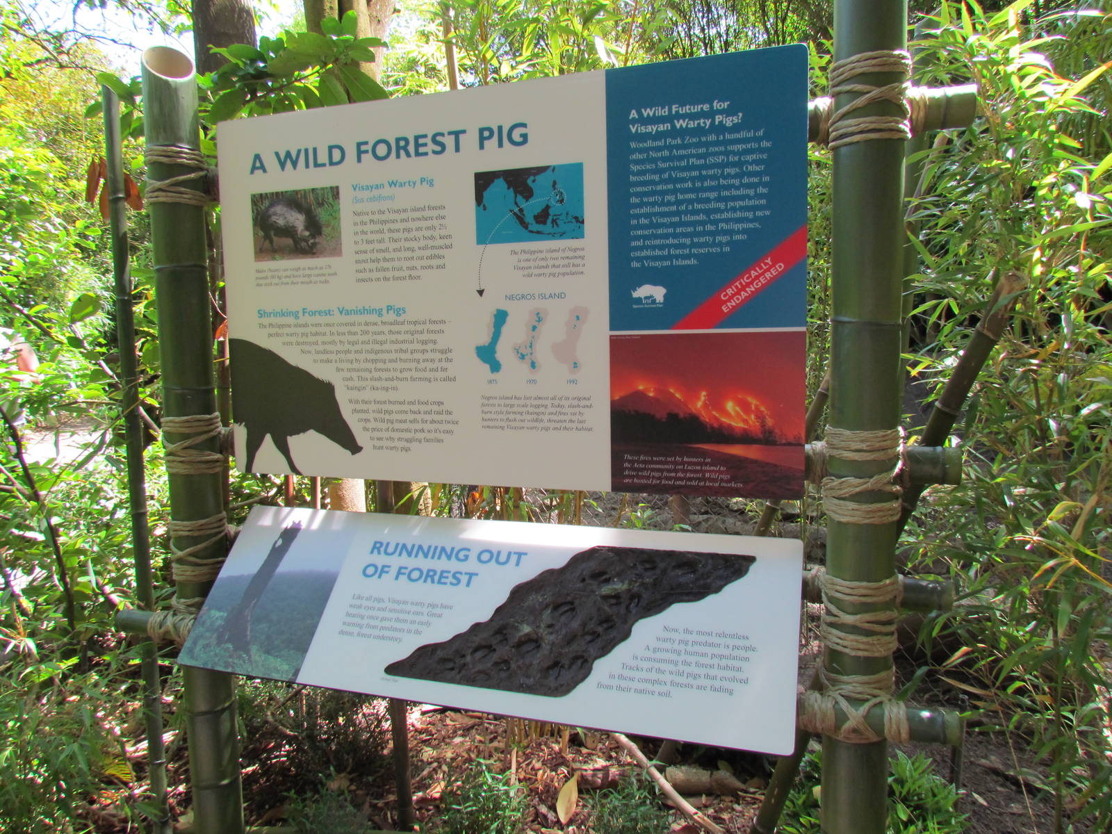 Elephant Forest - Visayan Warty Pig Exhibit