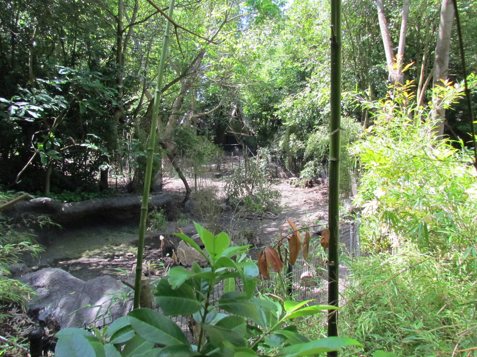 Elephant Forest - Visayan Warty Pig Exhibit