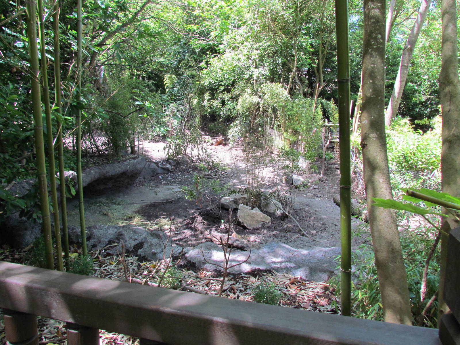 Elephant Forest - Visayan Warty Pig Exhibit