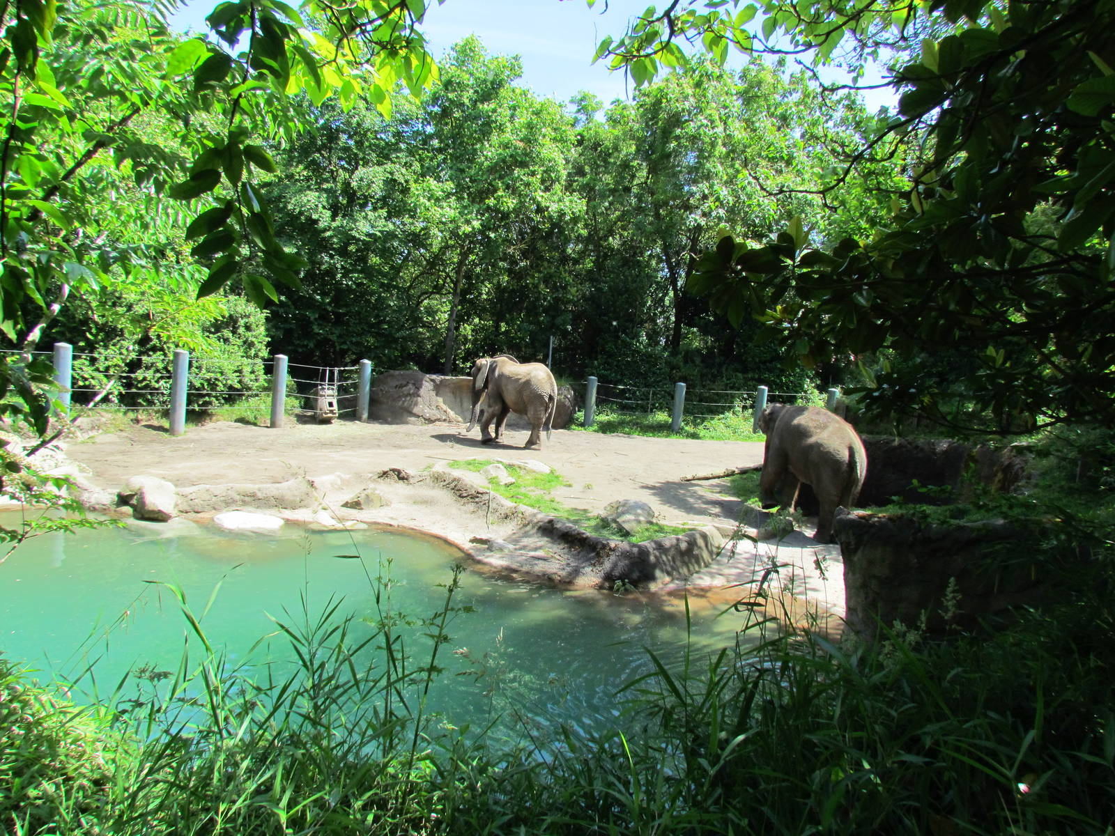 Elephant Forest