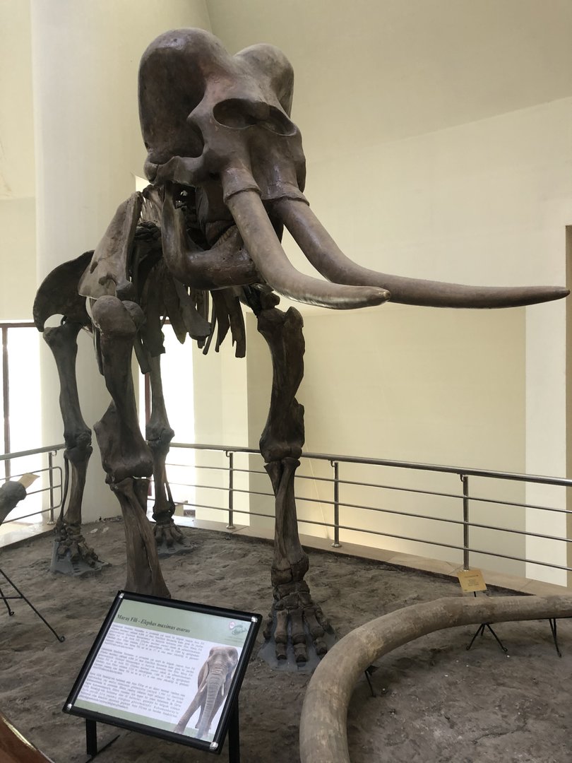 Elephant fossil mount at the MTA Natural History Museum