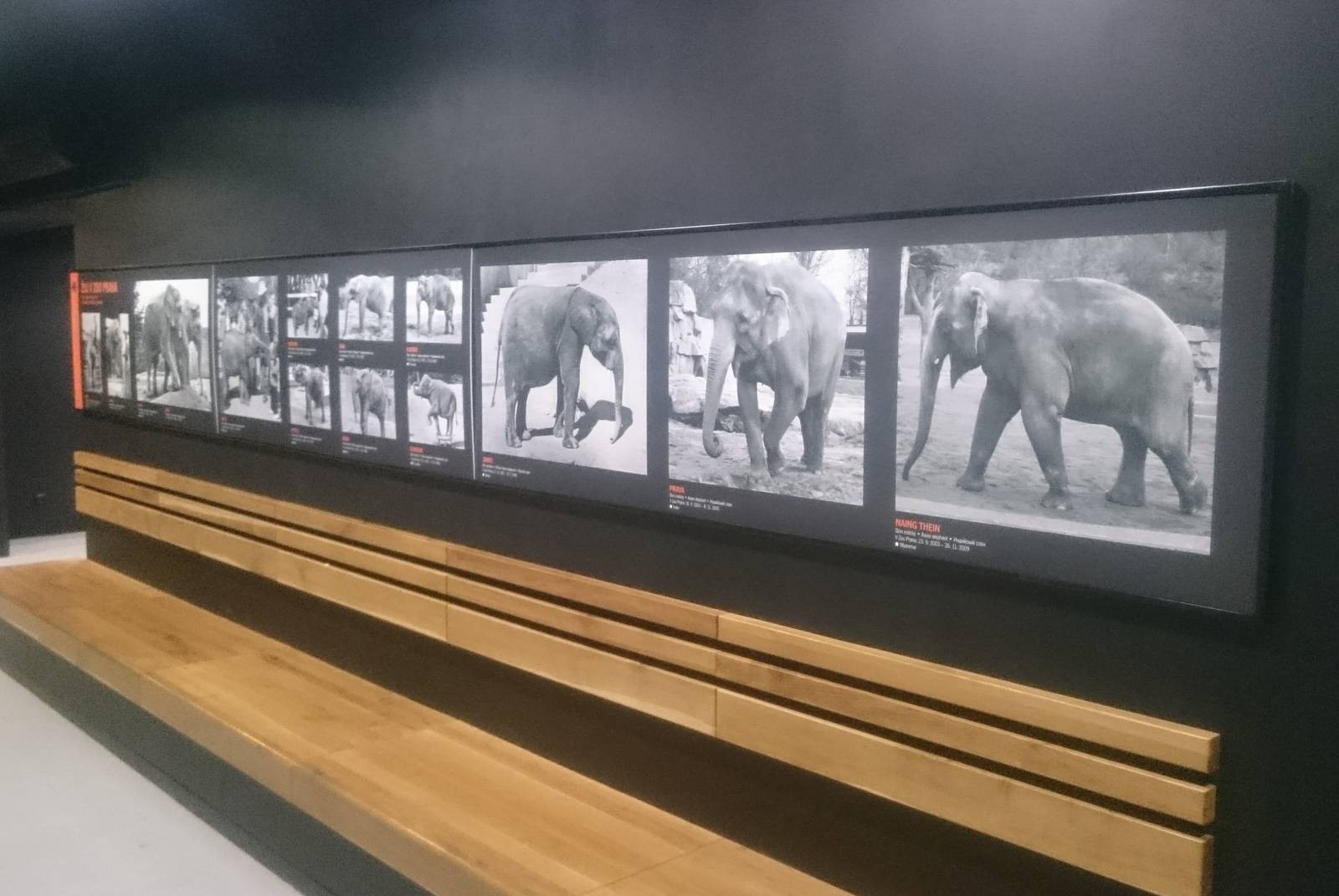 Elephant gallery