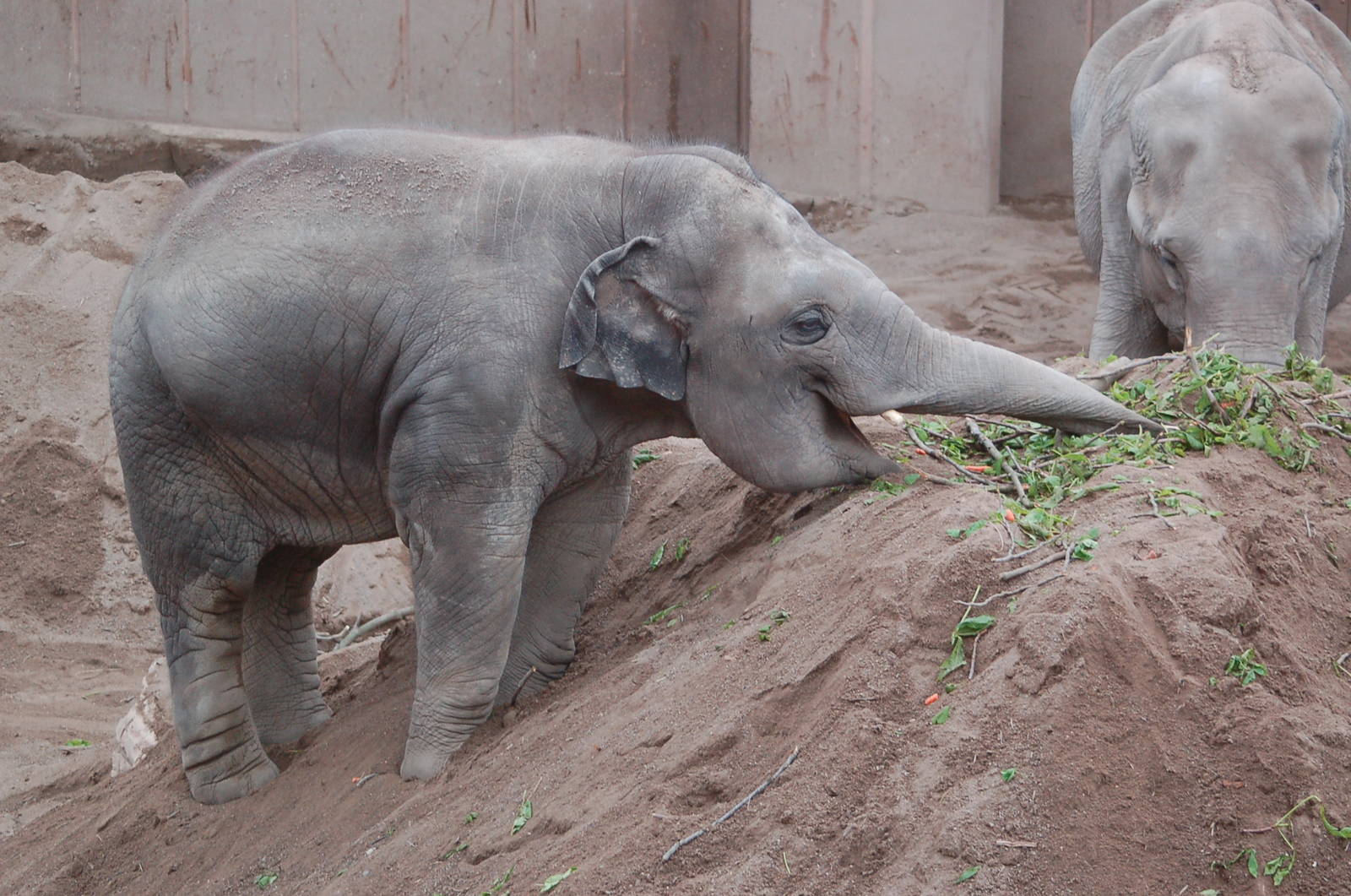Elephant Gandhi searching for carrots