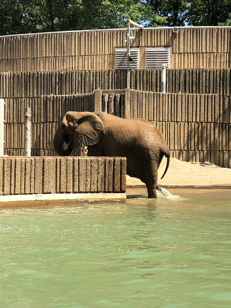 Elephant Getting Out of Water