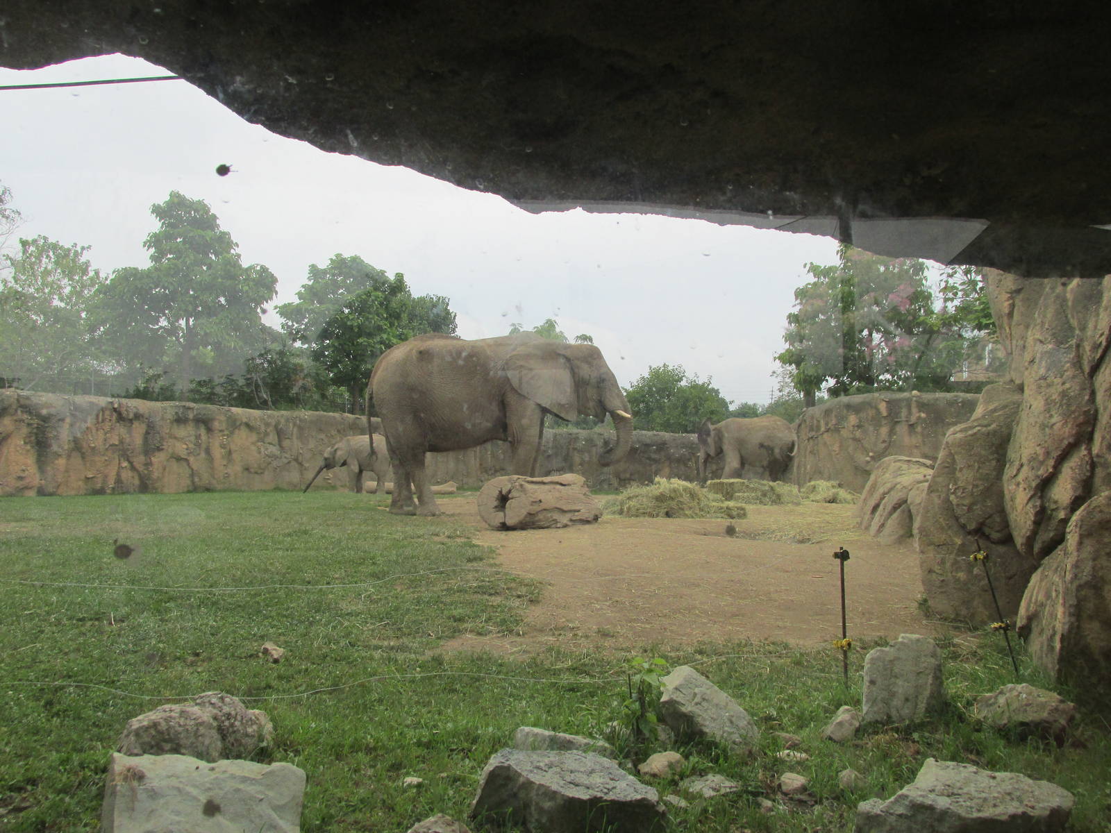 Elephant Glass Viewing