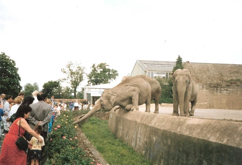 Elephant Going For The Flowers - 1990's