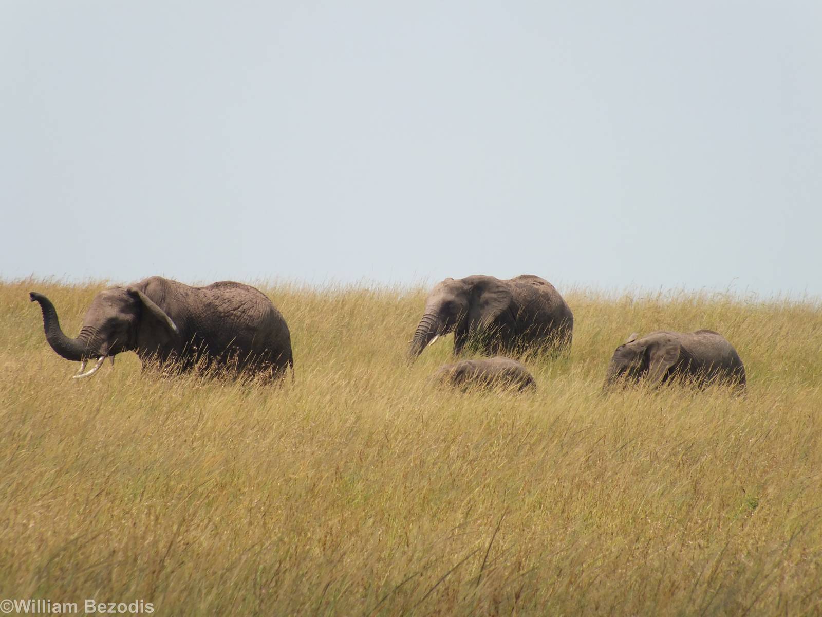 Elephant Group - Maasai Mara
