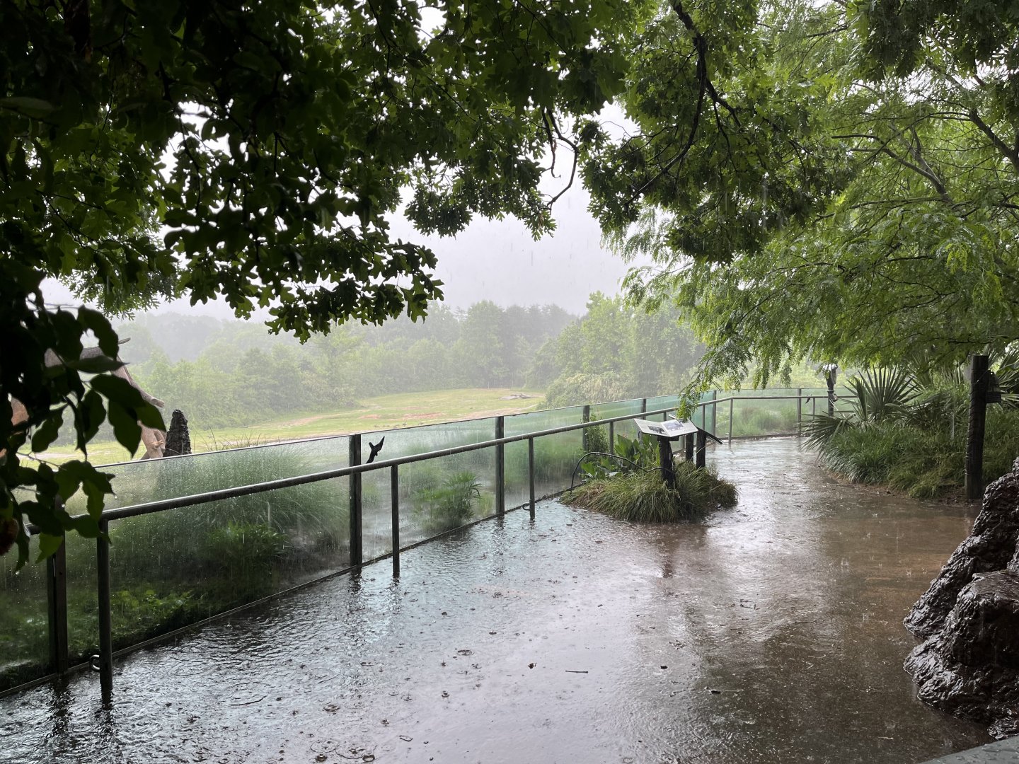 Elephant Habitat in the Rain