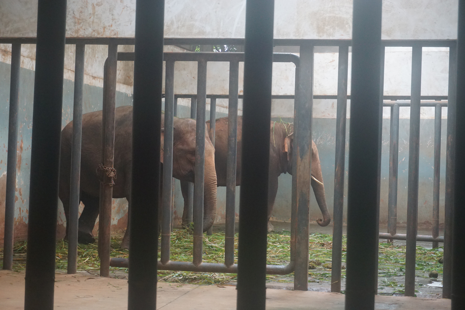 Elephant hall inside