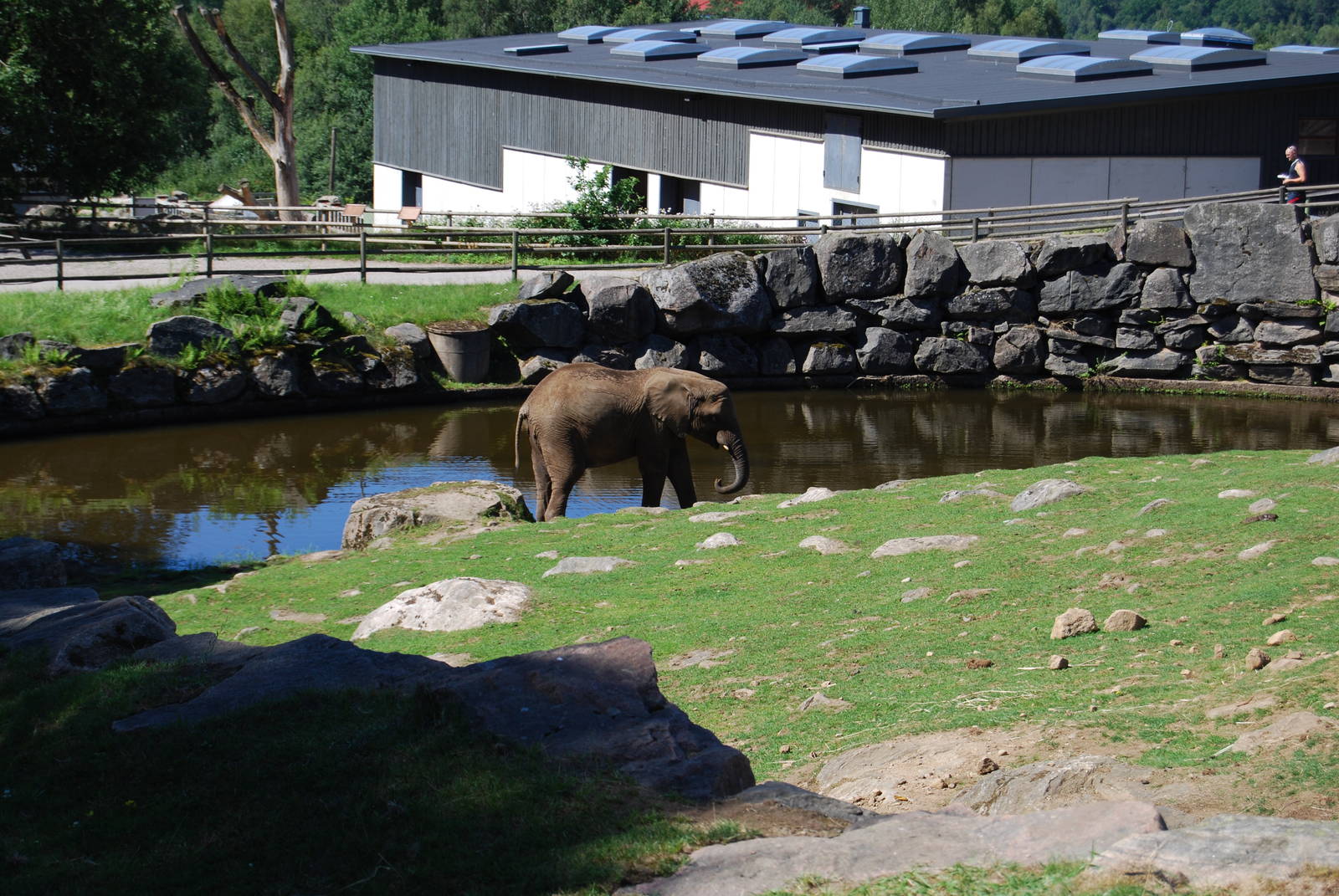 Elephant hause and Elephant on the savanna
