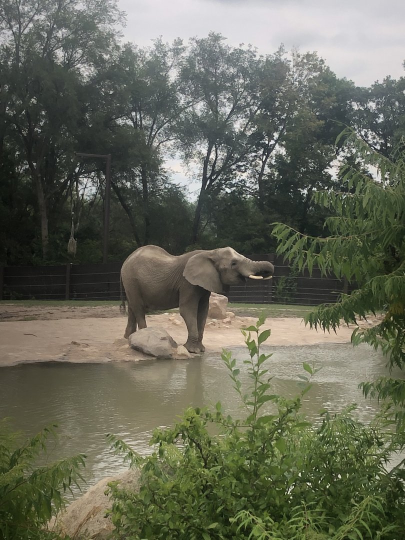 Elephant having a drink