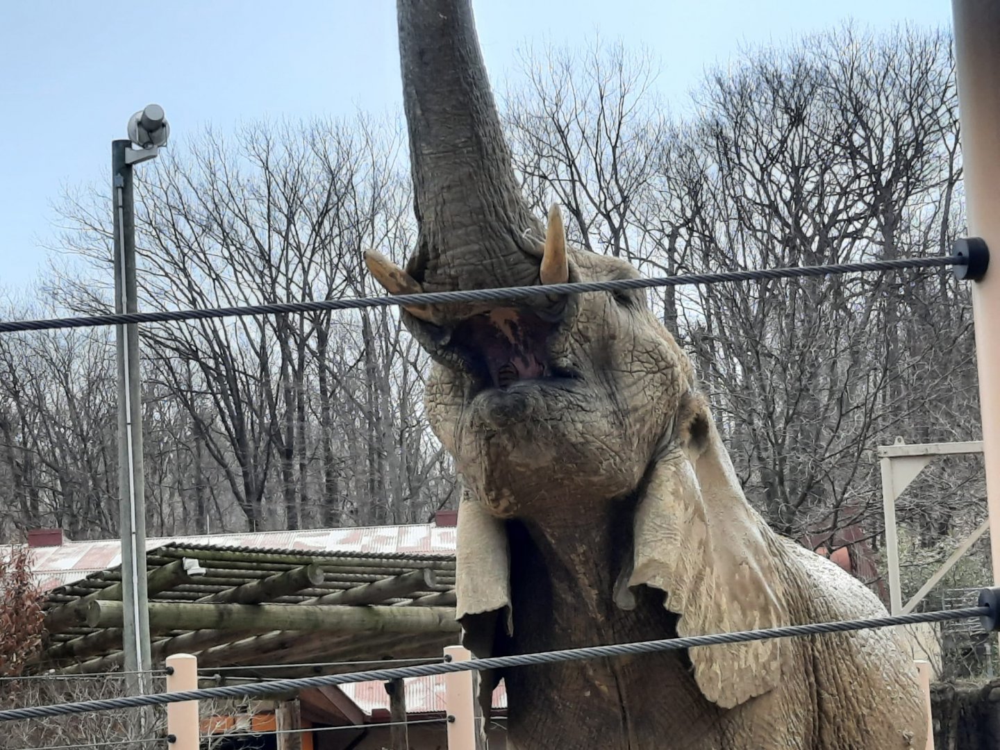 Elephant Having Lunch