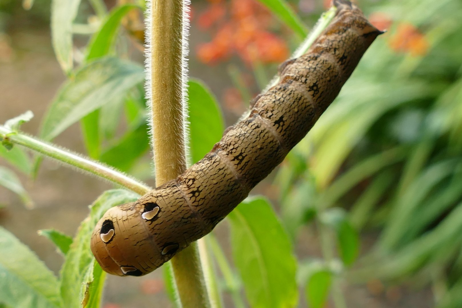 Elephant Hawk Moth caterpillar, August 2021