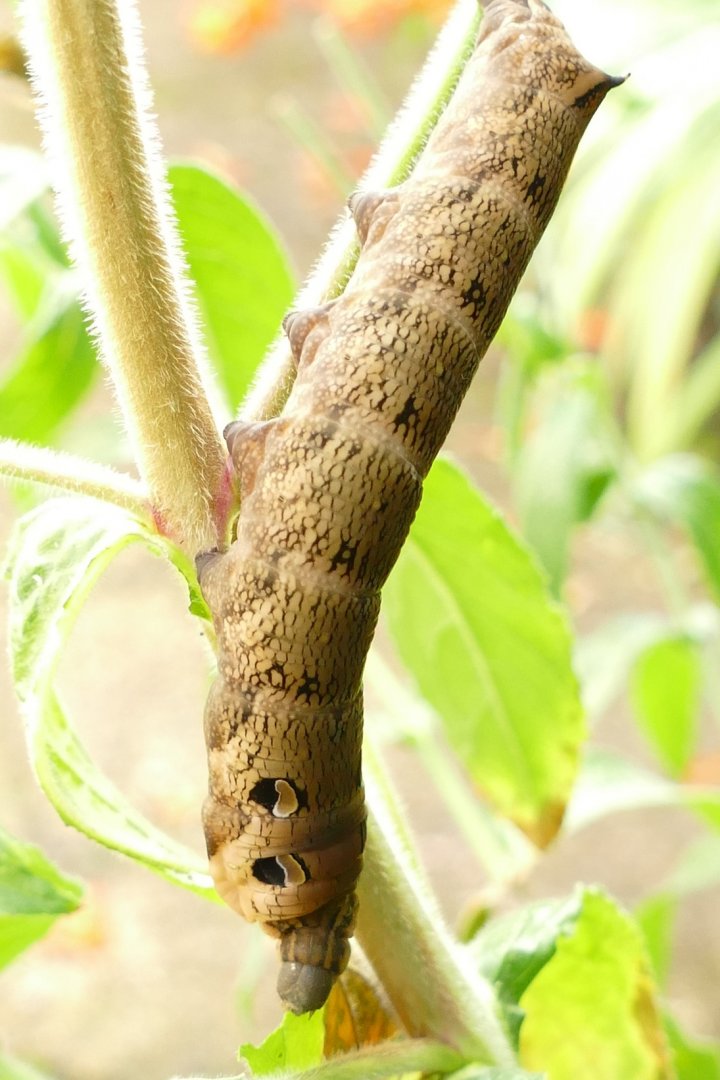 Elephant Hawk Moth caterpillar, August 2021