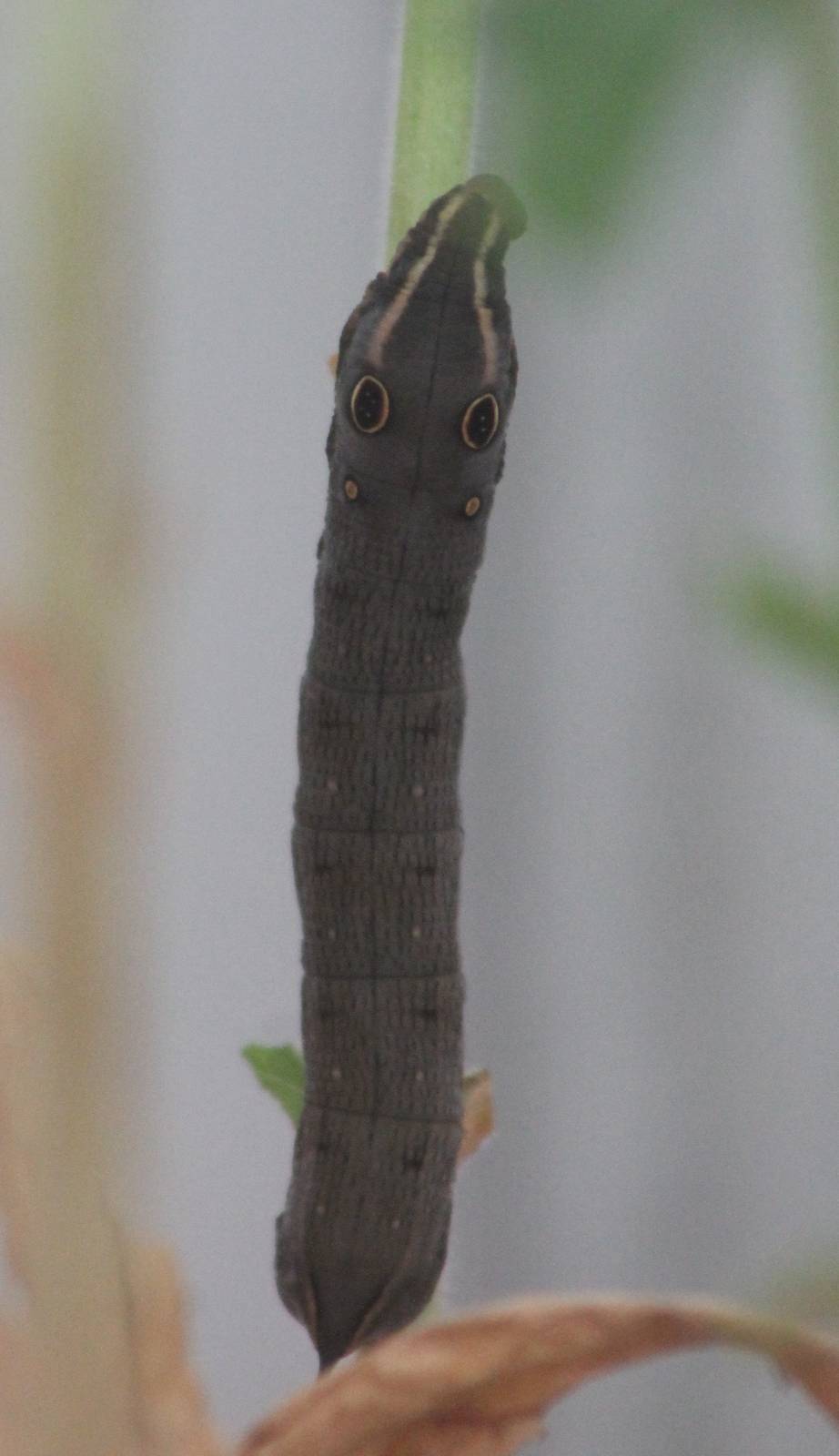 Elephant hawk moth caterpillar