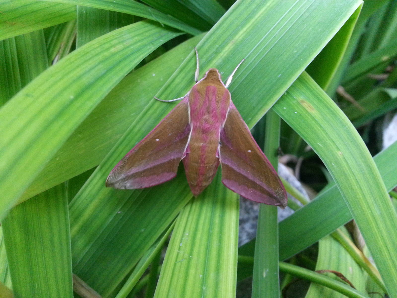 Elephant Hawk-moth