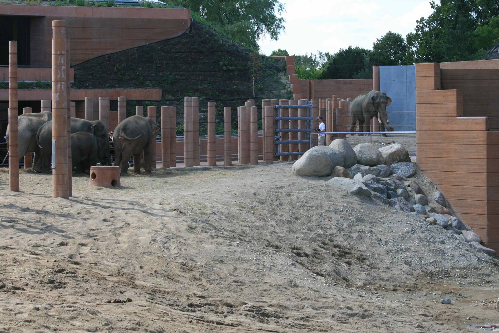 Elephant herd 08