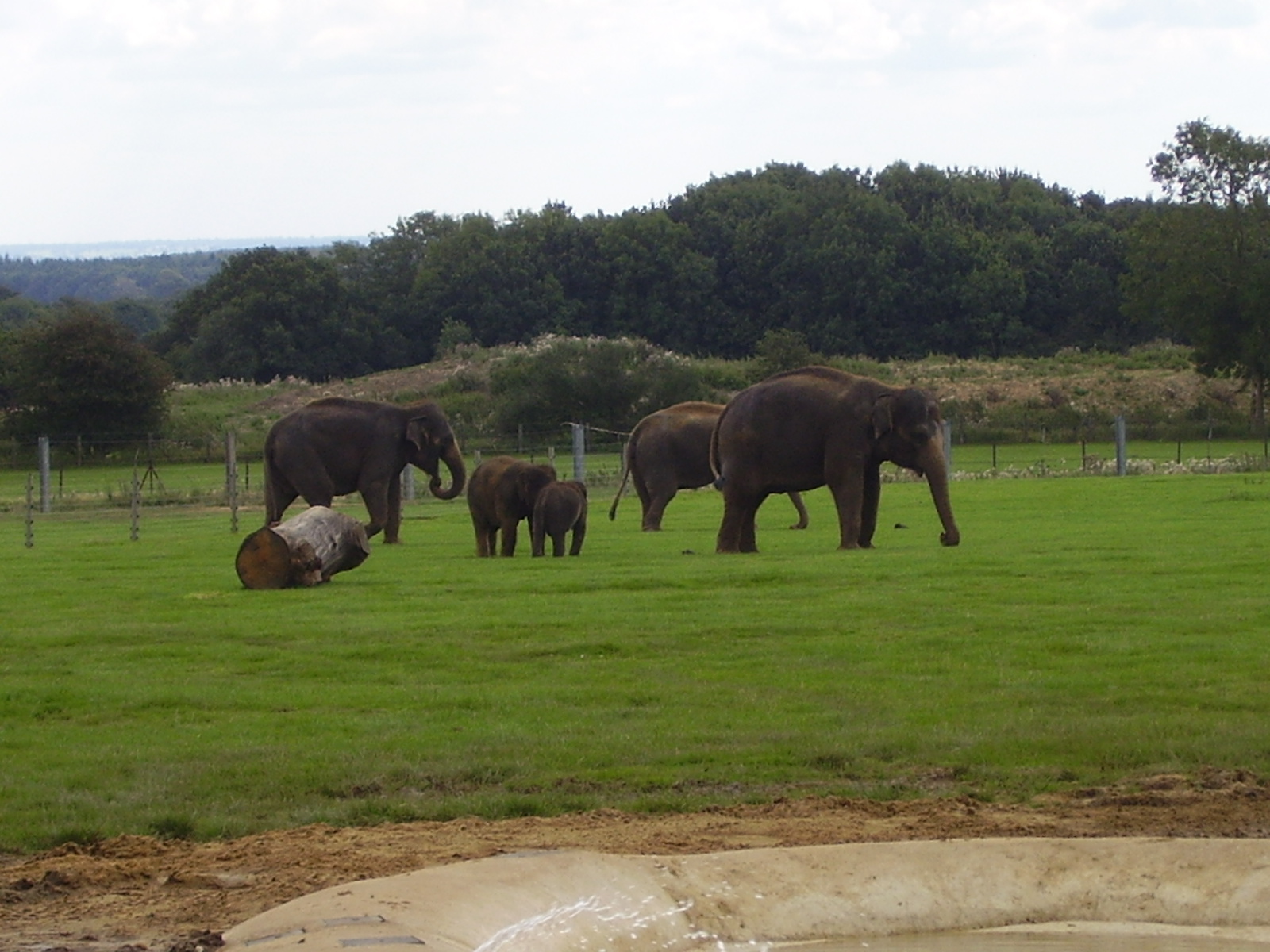 Elephant Herd - 2008