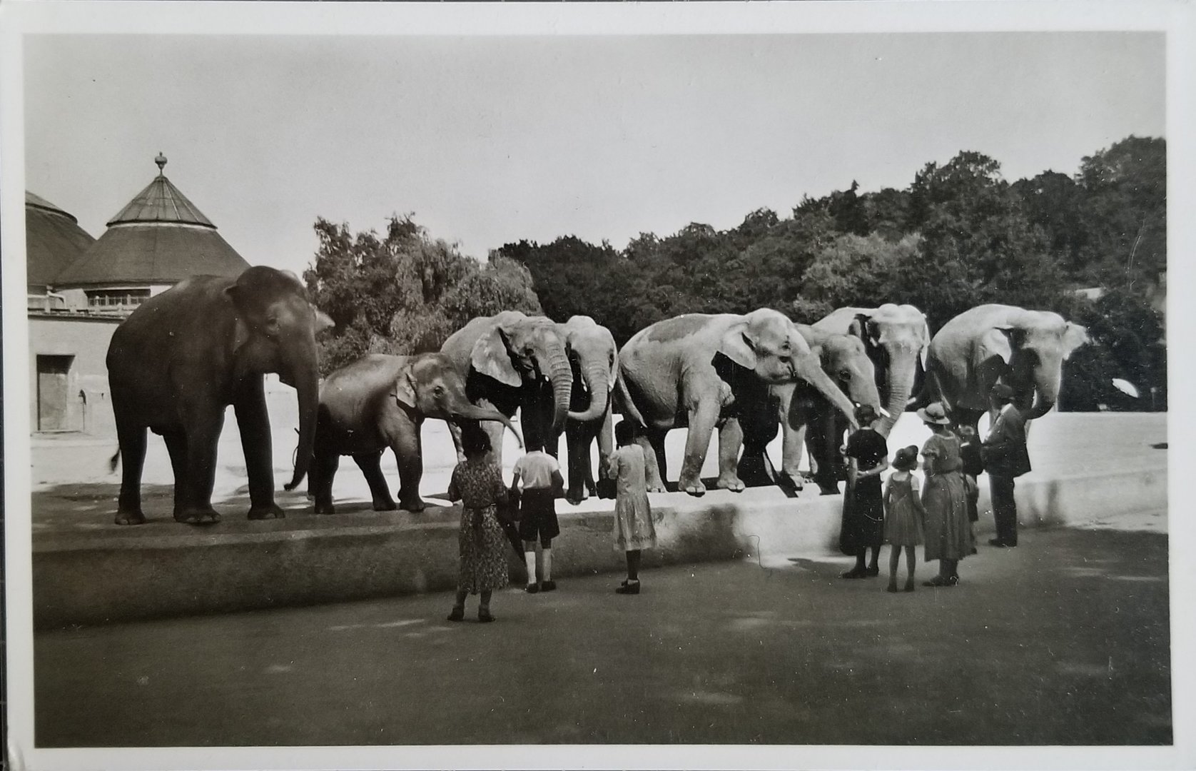 Elephant herd and zoo guests