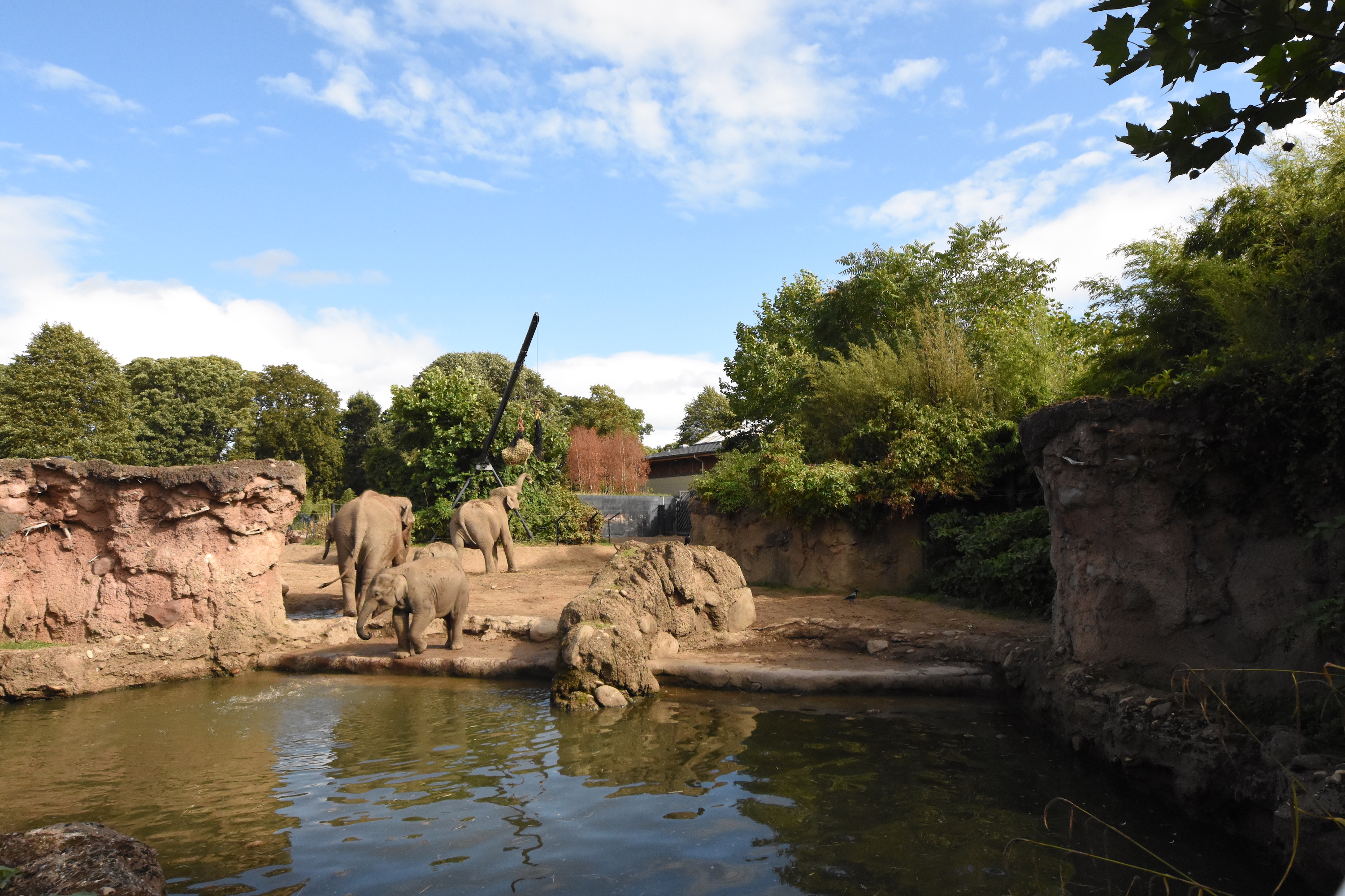 Elephant herd enclosure