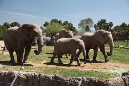elephant herd in exhibit