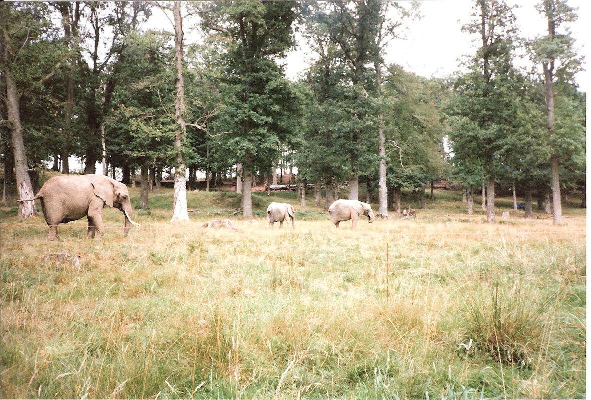 Elephant Herd - July 1989