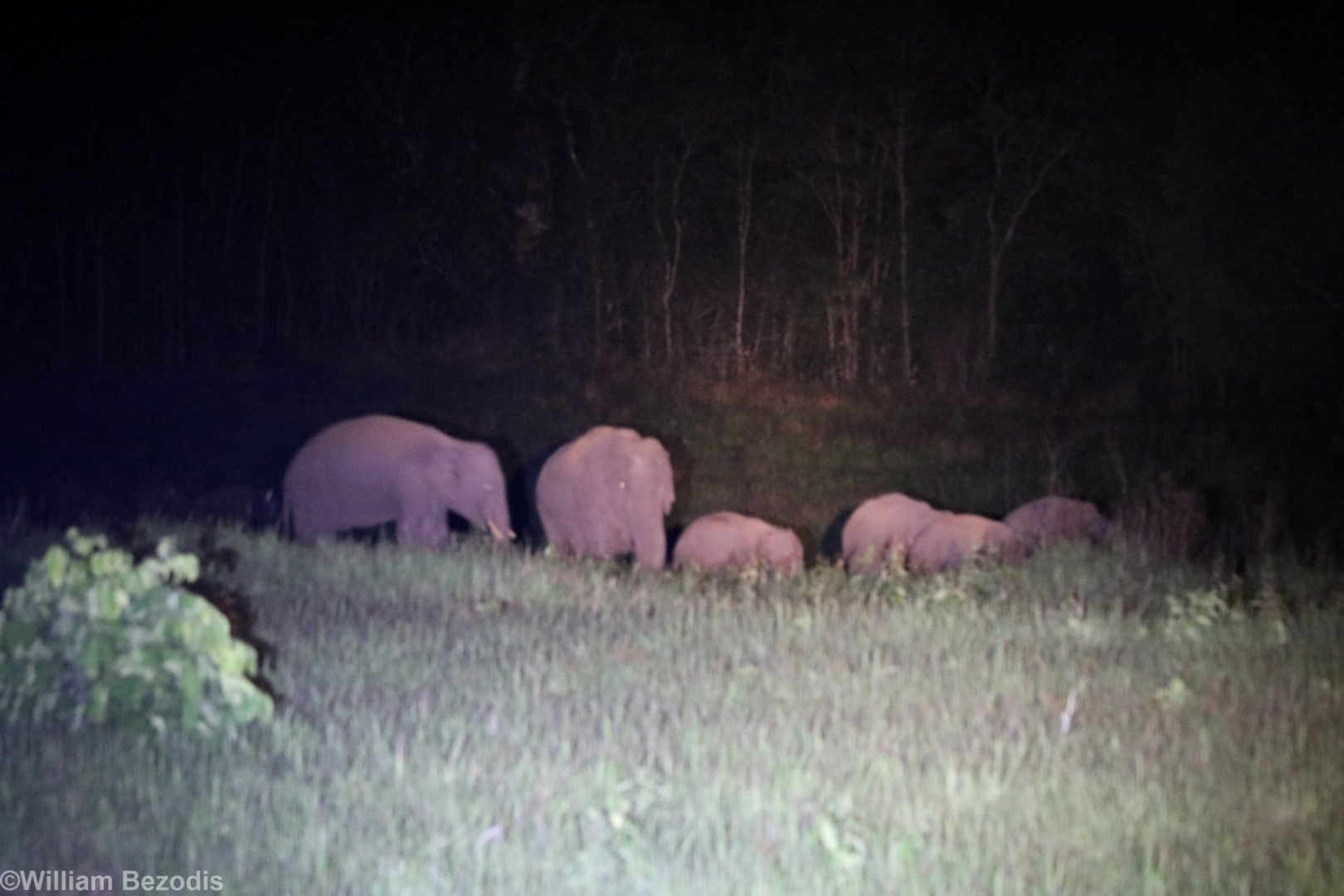 Elephant Herd  - Khao Yai National Park
